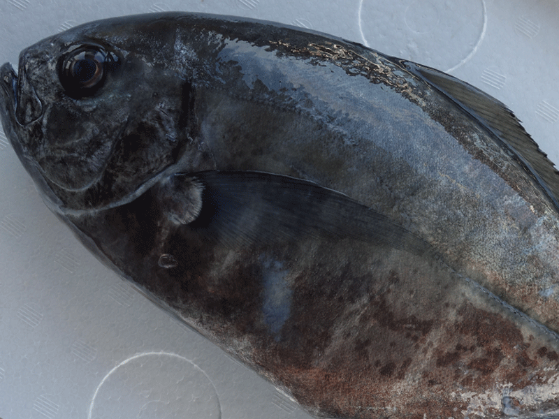 宮崎・日向灘の魚(01)