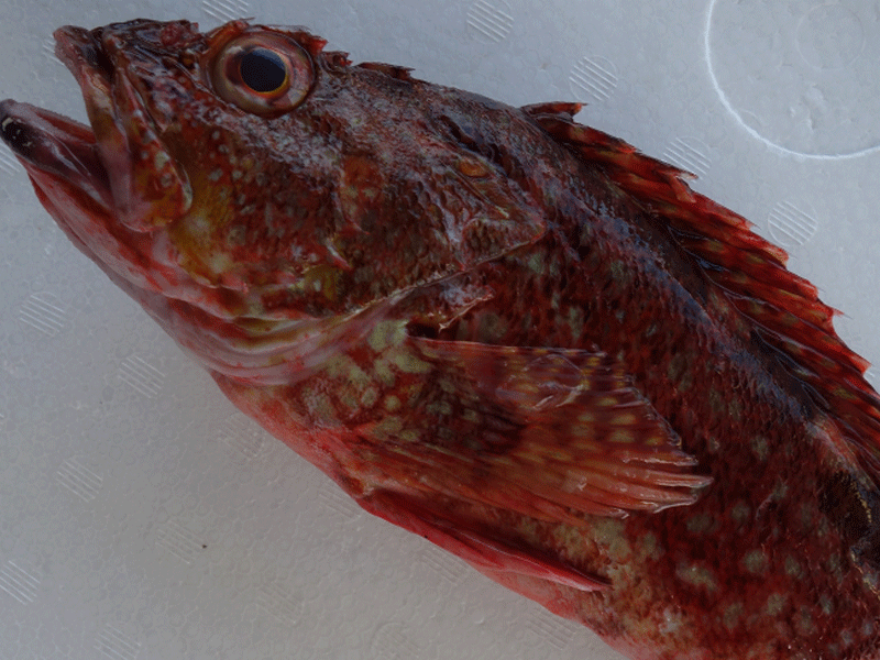 宮崎・日向灘の魚(02)