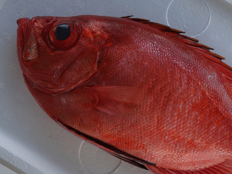 宮崎・日向灘の魚(03)