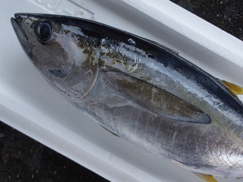 宮崎・日向灘の魚(05)