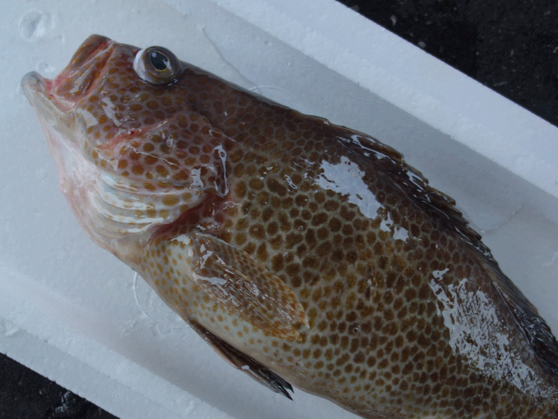 宮崎・日向灘の魚(06)