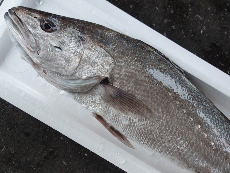 宮崎・日向灘の魚(07)