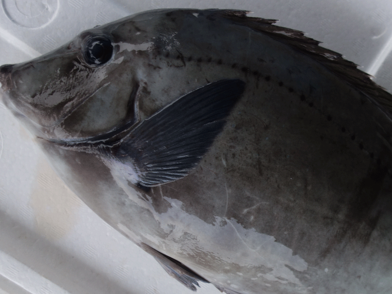 宮崎・日向灘の魚(09)