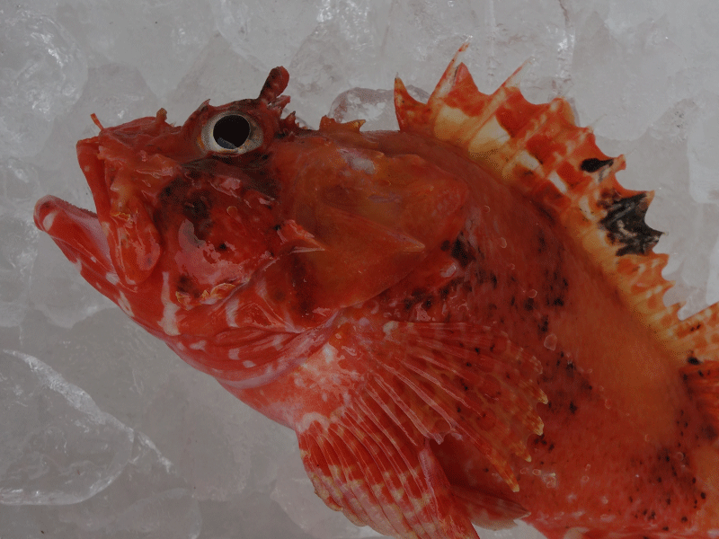 宮崎・日向灘の魚(10)