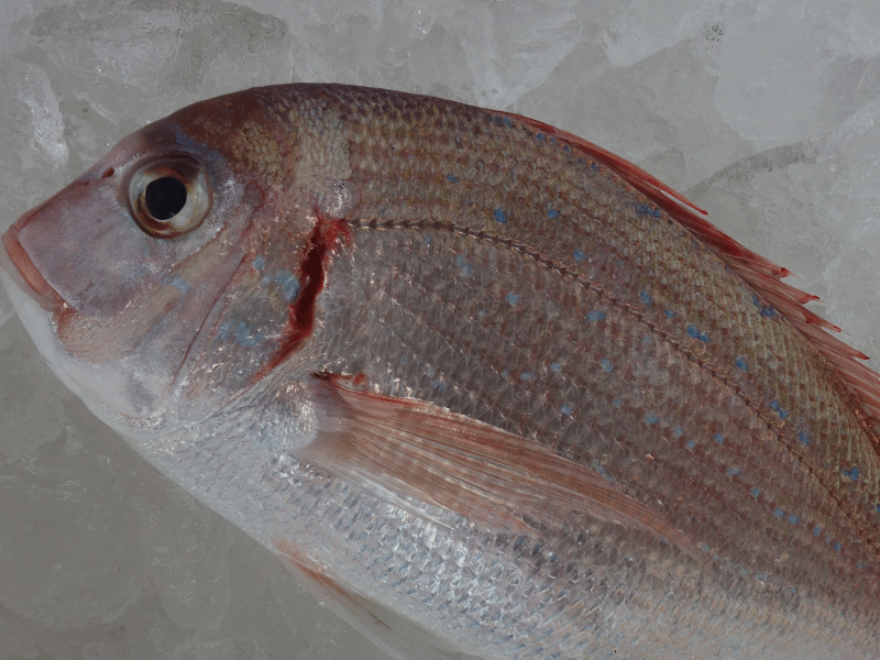 宮崎・日向灘の魚(11)