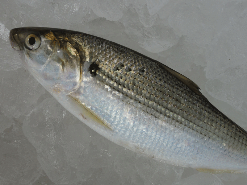 宮崎・日向灘の魚(12)