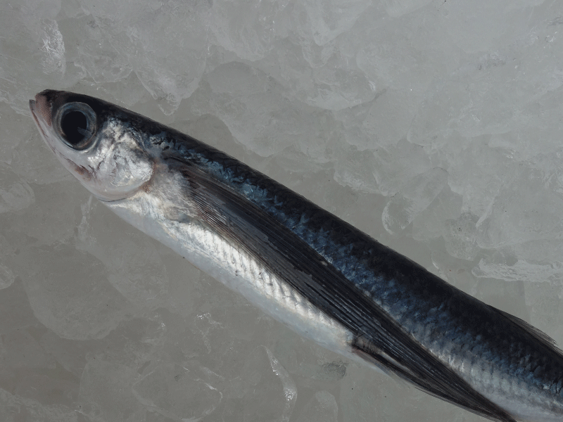 宮崎・日向灘の魚(14)