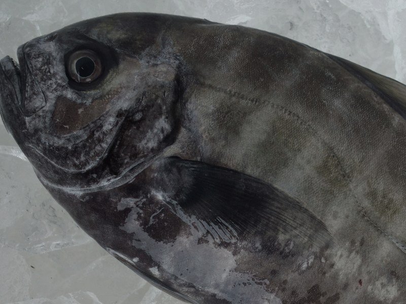 宮崎・日向灘の魚(15)