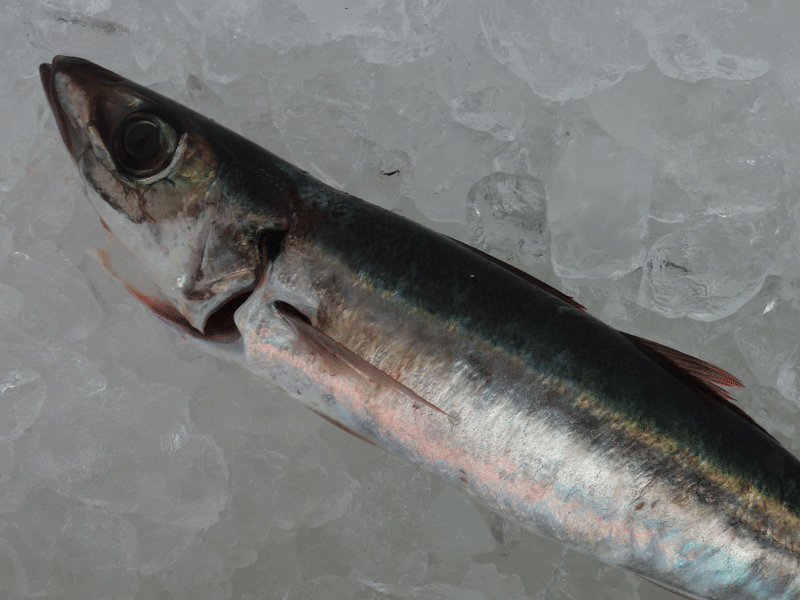 宮崎・日向灘の魚(16)