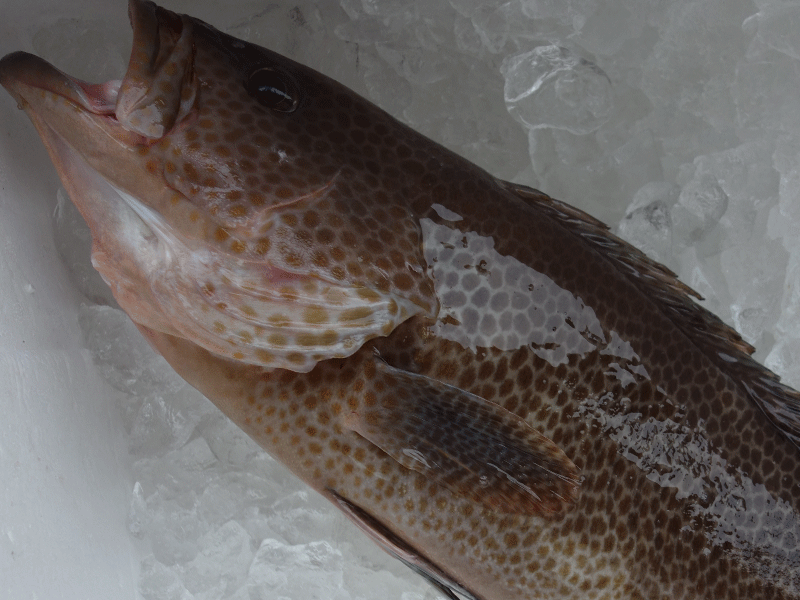 宮崎・日向灘の魚(17)