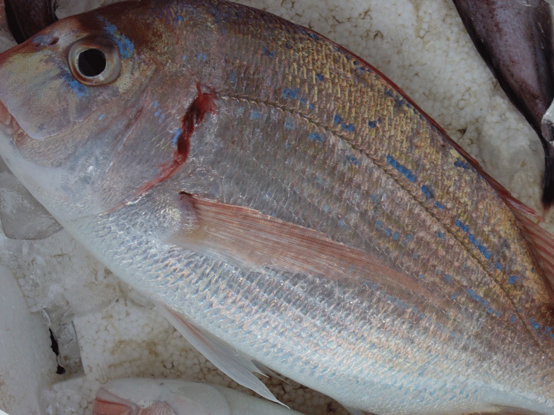 宮崎・日向灘の魚(19)