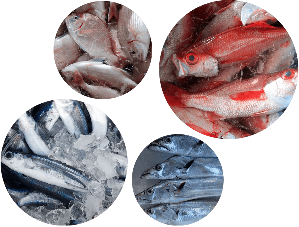 産直鮮魚の無料サンプル