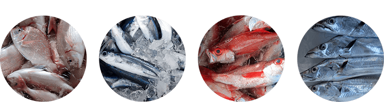 産直鮮魚の無料サンプル